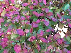 IMG_9226 IMG_9226