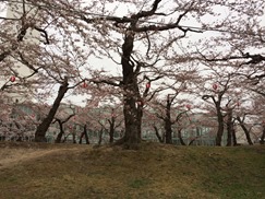 IMG_3536