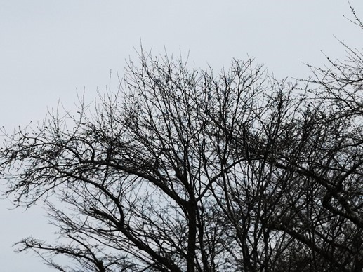 IMG_20210416_104709 IMG_20210416_104709