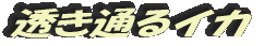 透き通るイカ