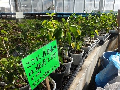 イメージ 8