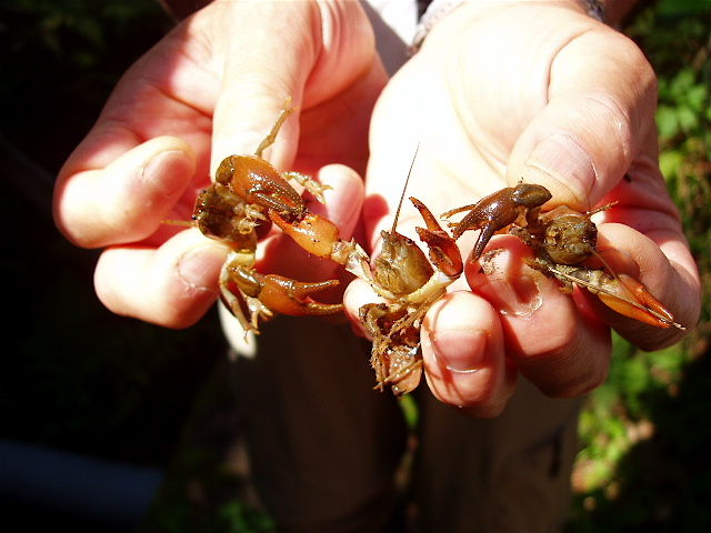 ニホンザリガニ はこだて自然倶楽部 続 風を追って ニホンザリガニ はこだて自然倶楽部 続 風を追って