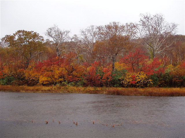 ニセコ 神仙沼の紅葉 はこだて自然倶楽部 続 風を追って