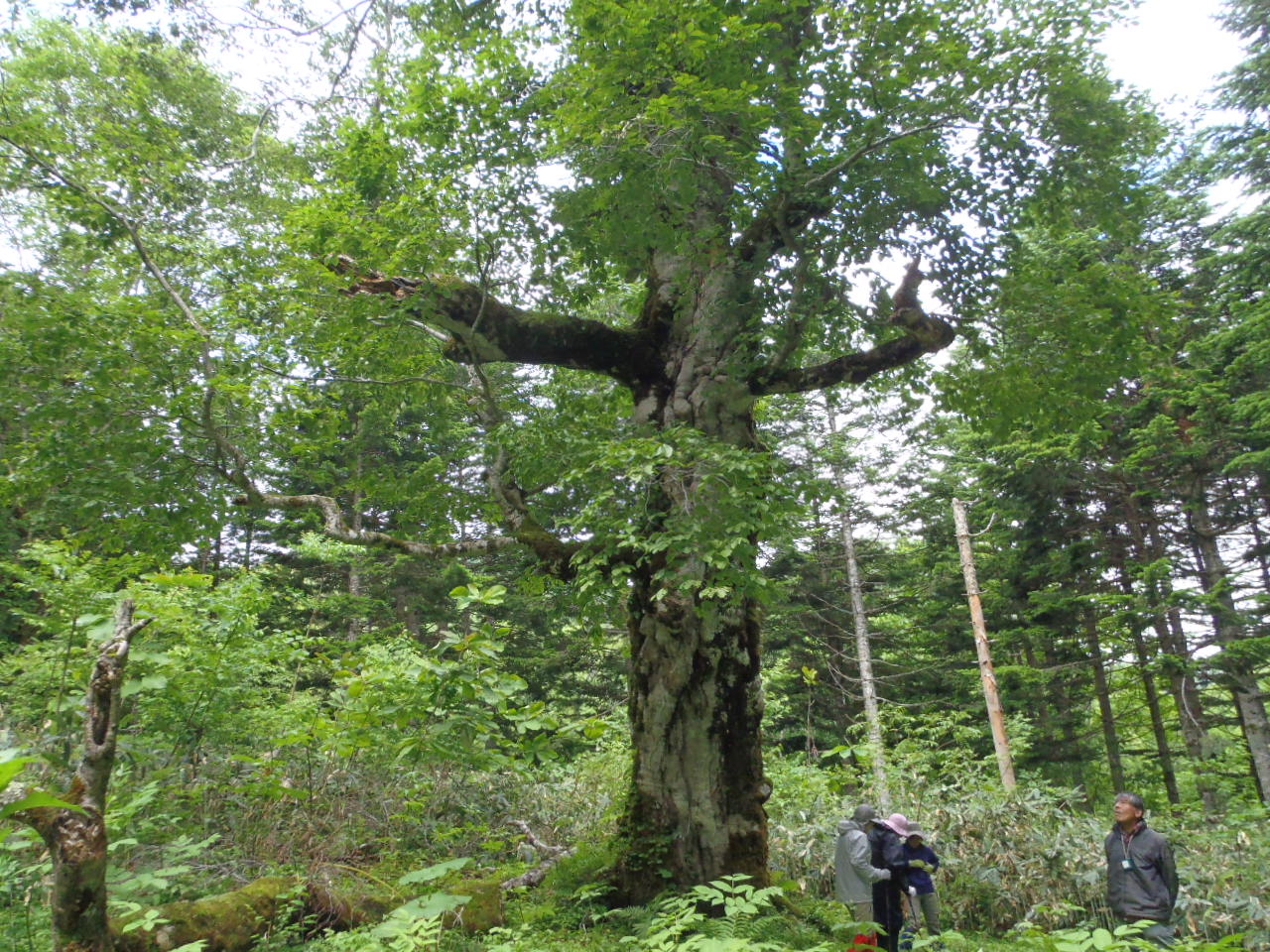 長万部岳と大峯山毛欅 はこだて自然倶楽部 続 風を追って 長万部岳と大峯山毛欅 はこだて自然倶楽部 続 風を追って