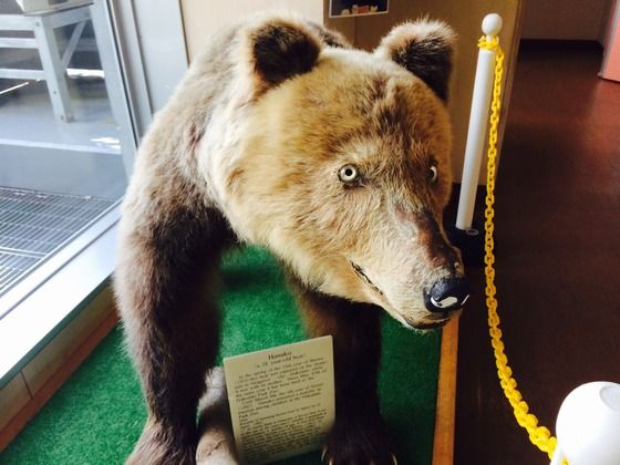 守護動物と守護木 はこだて自然倶楽部 続 風を追って