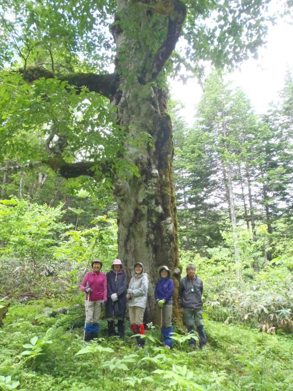 長万部岳と大峯山毛欅 はこだて自然倶楽部 続 風を追って 長万部岳と大峯山毛欅 はこだて自然倶楽部 続 風を追って