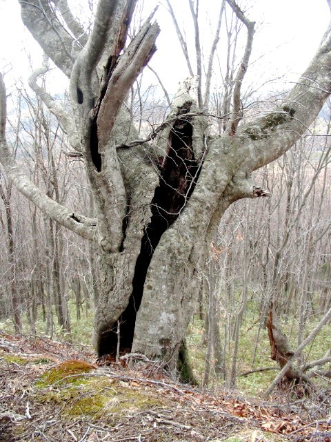 樹洞 北海道発 大きいです(^^)