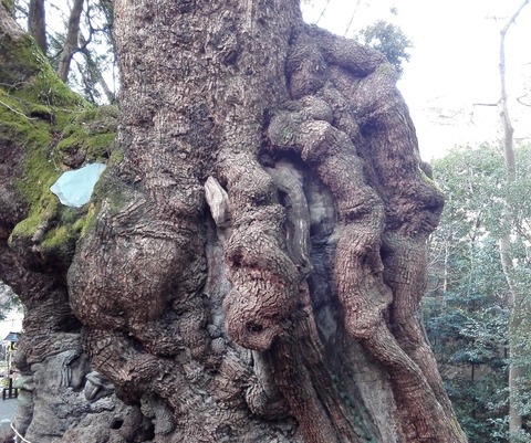 来宮神社　大楠②