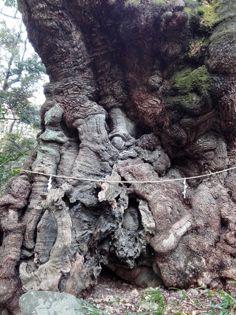 来宮神社　大楠①