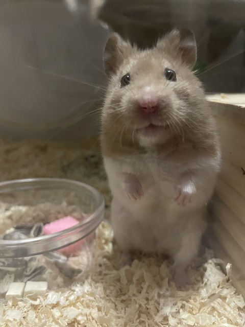 ラテ2歳
