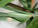 P4100341
