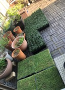 Ophiopogon