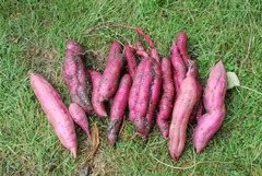 ���Ĥޤ���