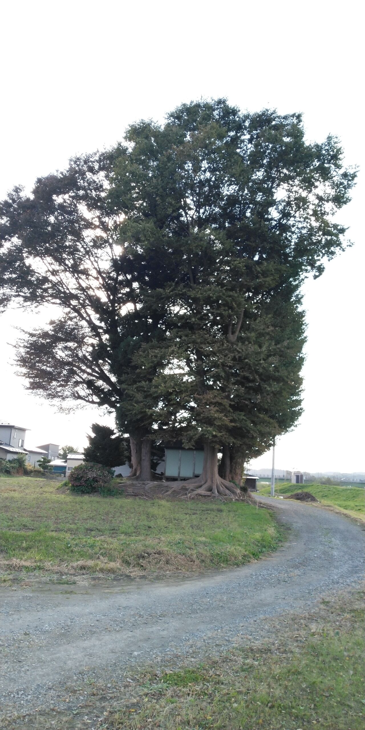 八戸市田面木船場道下の神社 再訪 幸福の話