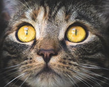 cat-3374422_640-compressor
