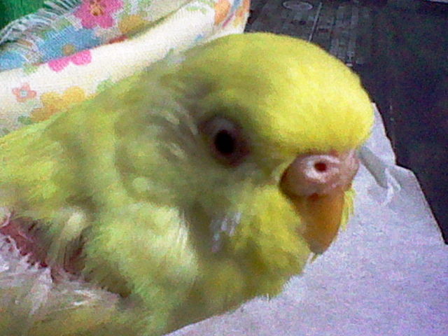 フワモコインコの可愛い仕草 珀蘭と柚子の趣味と創作blogインコのささやきとひらめき