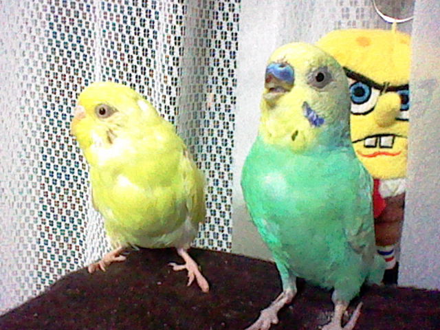 フワモコインコの先輩と後輩の面白い光景 琥珀蘭柚子blogインコの秘密基地2 フワモコインコの先輩と後輩の面白い光景 琥珀蘭柚子blogインコの秘密基地2