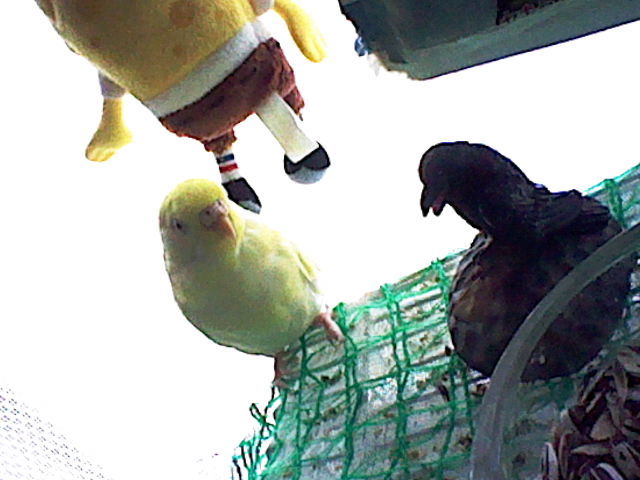 フワモコインコとカラスでスクイーズを観察 琥珀蘭柚子blogインコの秘密基地2 フワモコインコとカラスでスクイーズを観察 琥珀蘭柚子blogインコの秘密基地2