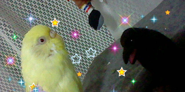 フワモコインコとカラス仲良し編 琥珀蘭柚子blogインコの秘密基地２