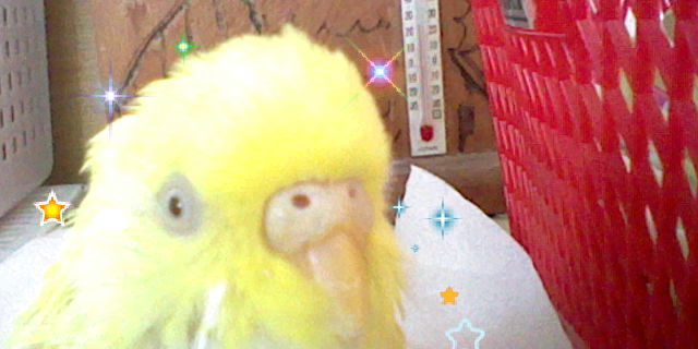 フワモコインコの迫力ある表情の作り方 琥珀蘭柚子blogインコの秘密基地2