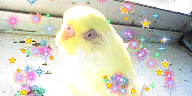 18年12月12日 琥珀蘭柚子blogインコの秘密基地２