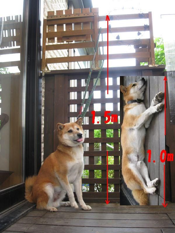 お馬鹿ごろうにまた負けた 白山神駈道の風露草 白山神駈道の風露草 かみかけみちのふうろそう