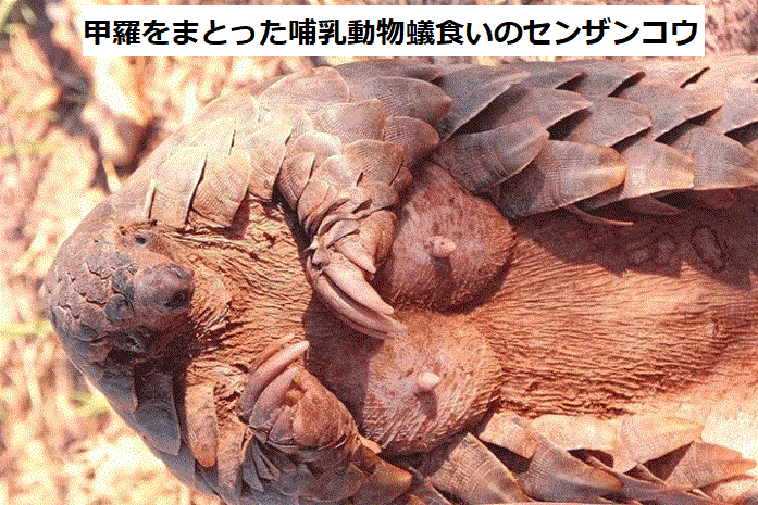 漢方 センザンコウ