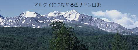 世界の山ウエブで放浪 その23 サヤン山脈 白山神駈道の風露草 白山神駈道の風露草 かみかけみちのふうろそう 世界の山ウエブで放浪 その23 サヤン山脈 白山神駈道の風露草 白山神駈道の風露草 かみかけみちのふうろそう