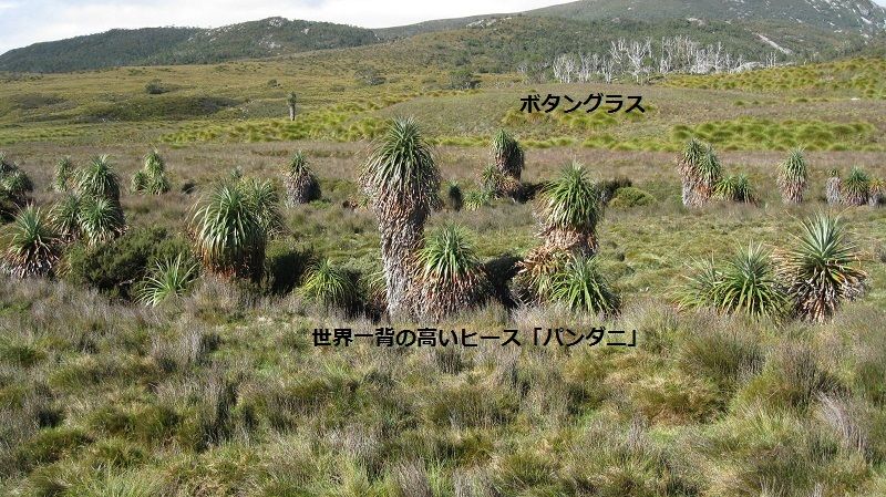 タスマニア島クレイドル山3日目曇曇晴れ 白山神駈道の風露草 白山神駈道の風露草 かみかけみちのふうろそう