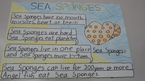 see sponge poster