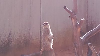 イメージ 7