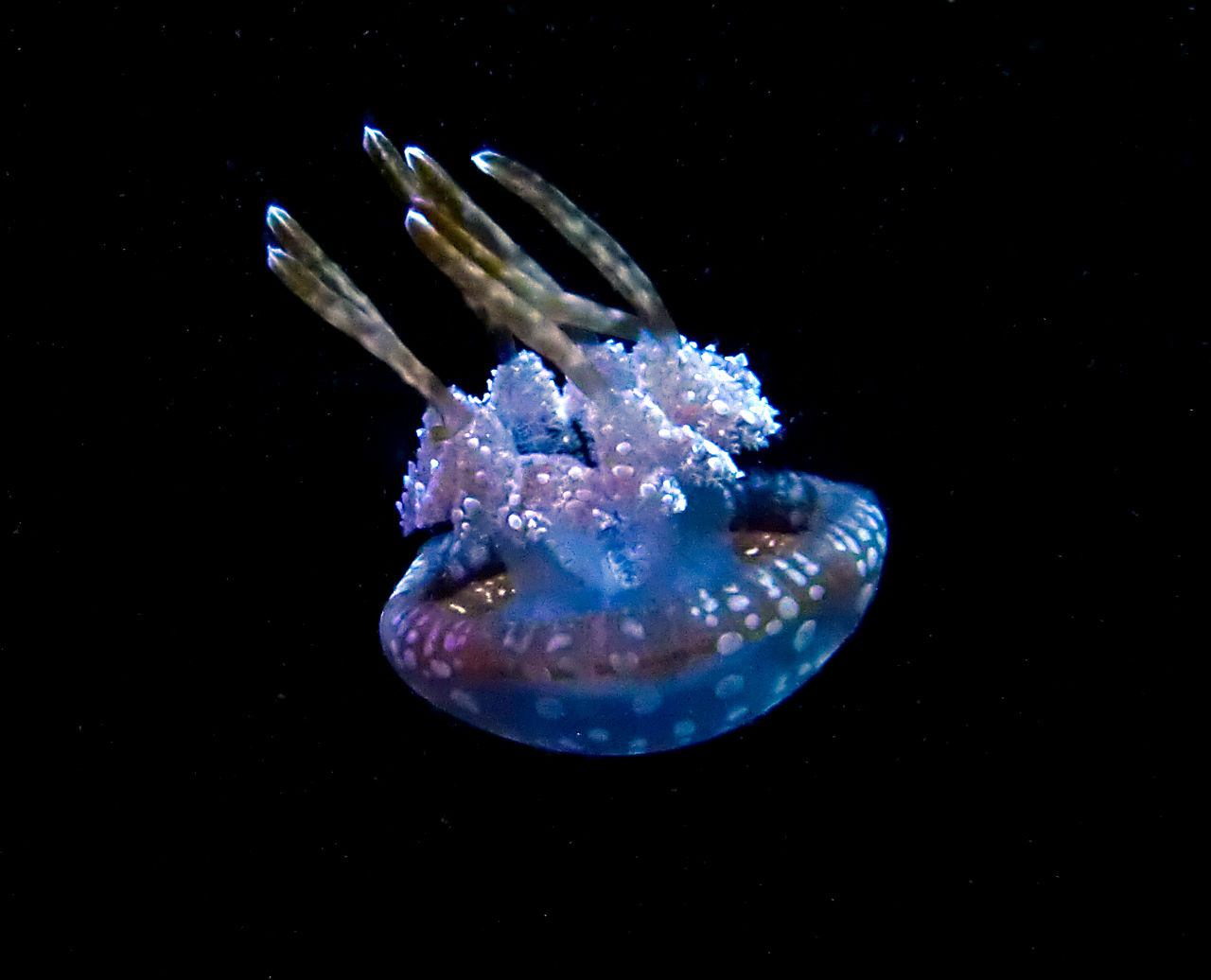 山も好きだけど海も好きその２ クラゲになりたい 別荘ライフ ブログ