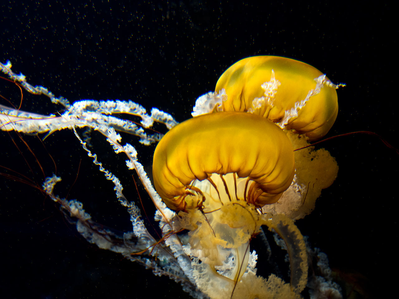 山も好きだけど海も好きその２ クラゲになりたい 別荘ライフ ブログ