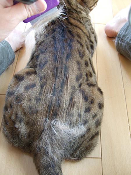 ファーミネーター猫用 猫グッズレビュー集 ファーミネーター猫用 猫グッズレビュー集