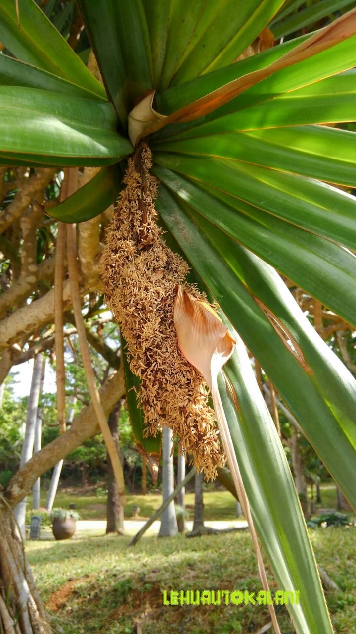 ハワイ語 フラダンサーへ 今日の１語 Hinano フラダンス教室 名古屋 長久手 豊橋 初代アロハクイーンから学んだ本場のフラダンス を教えます