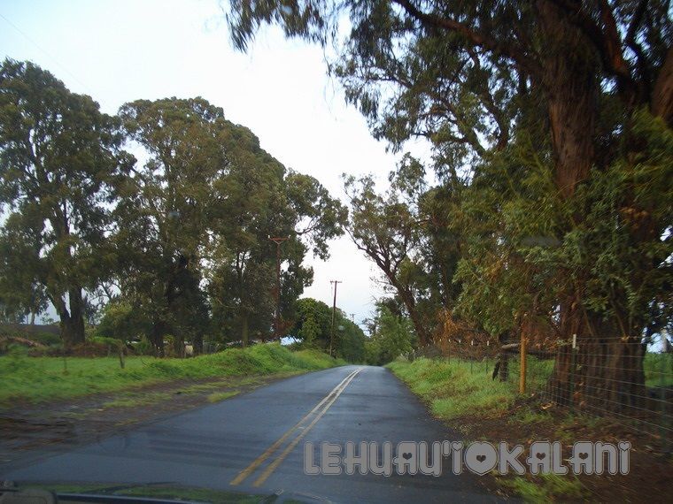 ハワイ語 フラダンサーへ 今日の１語 ウラレナ Ulalena フラダンス教室 名古屋 長久手 豊橋 初代アロハクイーンから学んだ本場の フラダンスを教えます