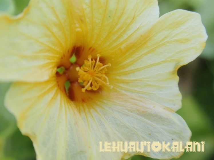 フラダンス教室 名古屋 長久手 豊橋 初代アロハクイーンから学んだ本場のフラダンスを教えます Na Pua 花