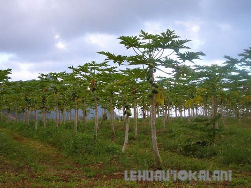 WAIAHOLE PAPAYA FARM3a