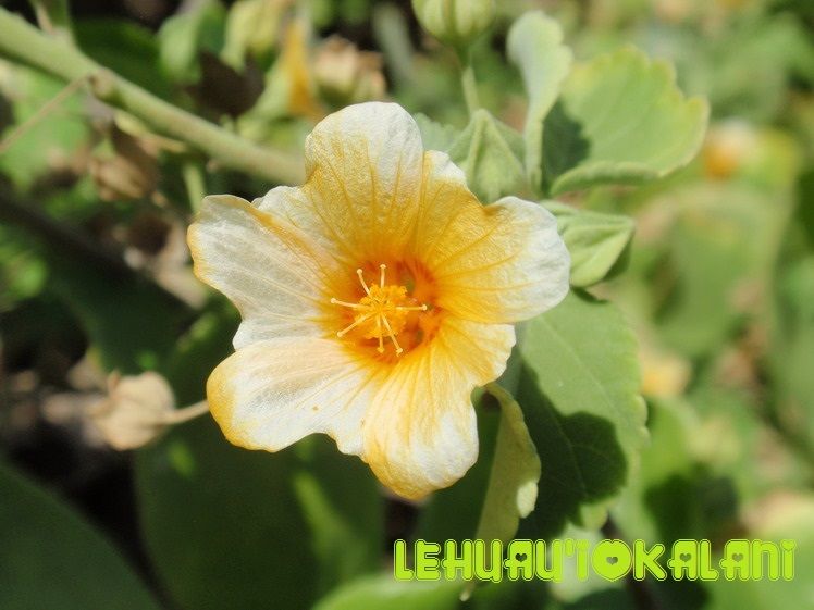 フラダンス教室 名古屋 長久手 豊橋 初代アロハクイーンから学んだ本場のフラダンスを教えます Na Pua 花