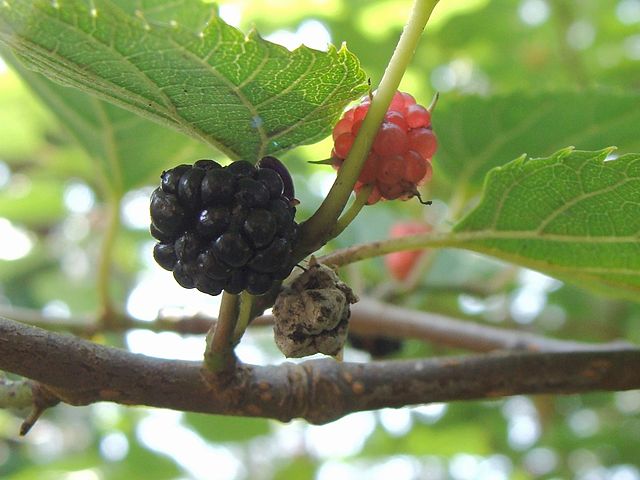 桑の実色 着物のよろず 針箱