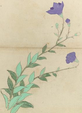 09aug2015 秋草文様　E0040878