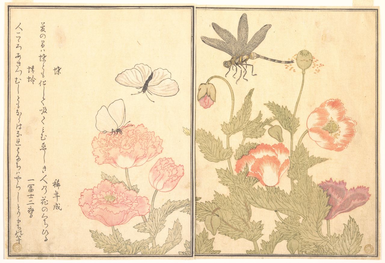 菜 虫 化 蝶