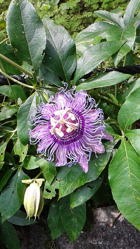 花騎士 お題 未実装で真面目に花騎士として実装して欲しいお花点呼 理由も添えて フラワーナイトガール攻略2chまとめ速報