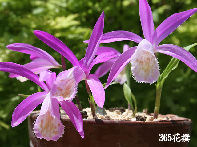 花騎士 考えうる最強の花騎士とは フラワーナイトガール攻略2chまとめ速報