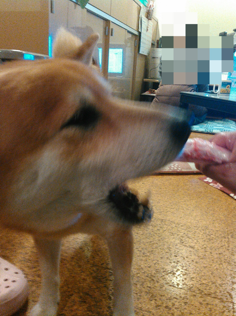 恐怖 逆くしゃみ 柴犬トキまるタカまる11歳 恐怖 逆くしゃみ 柴犬トキまるタカまる11歳