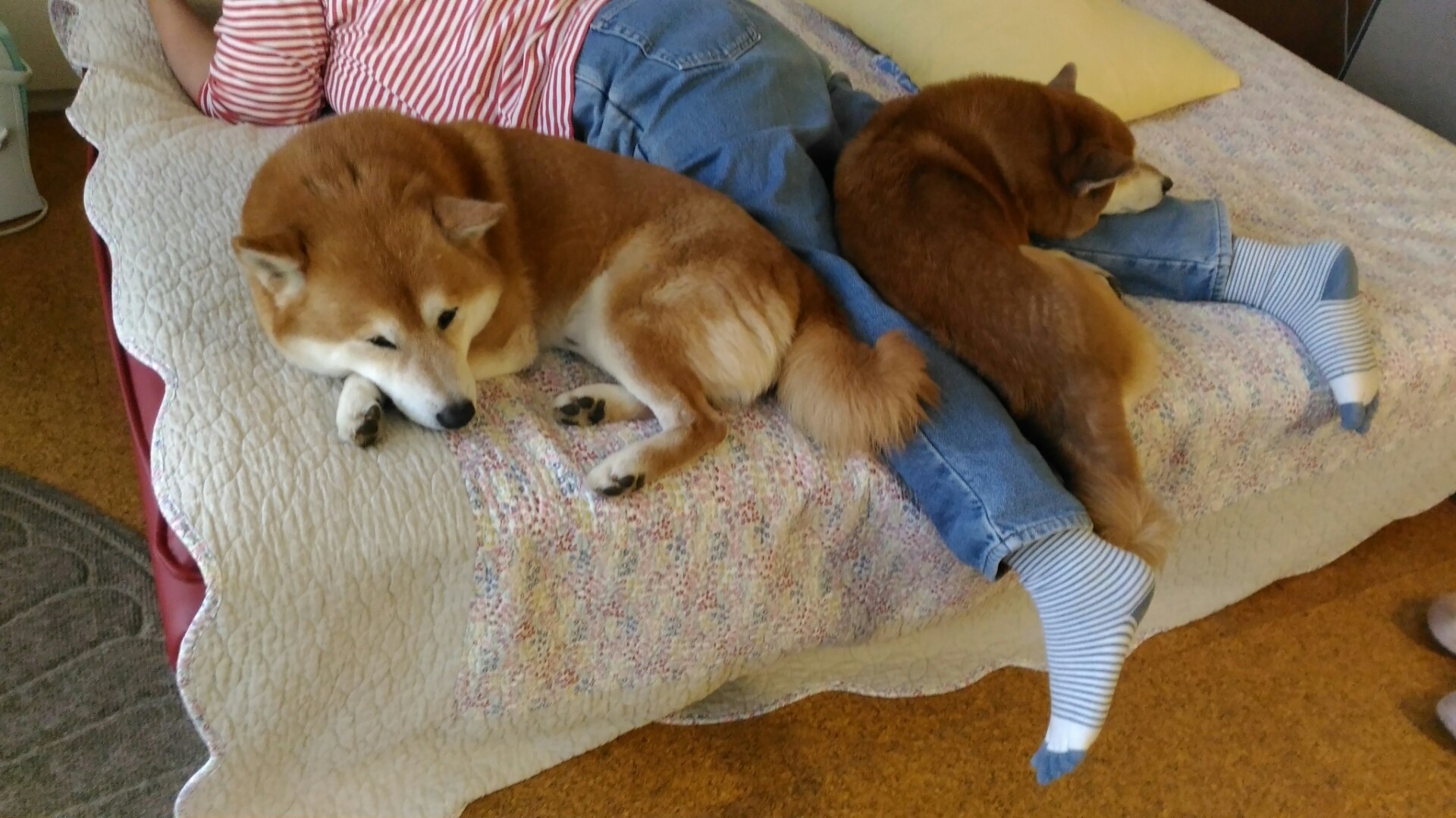 二者選択 柴犬トキまるタカまる10歳