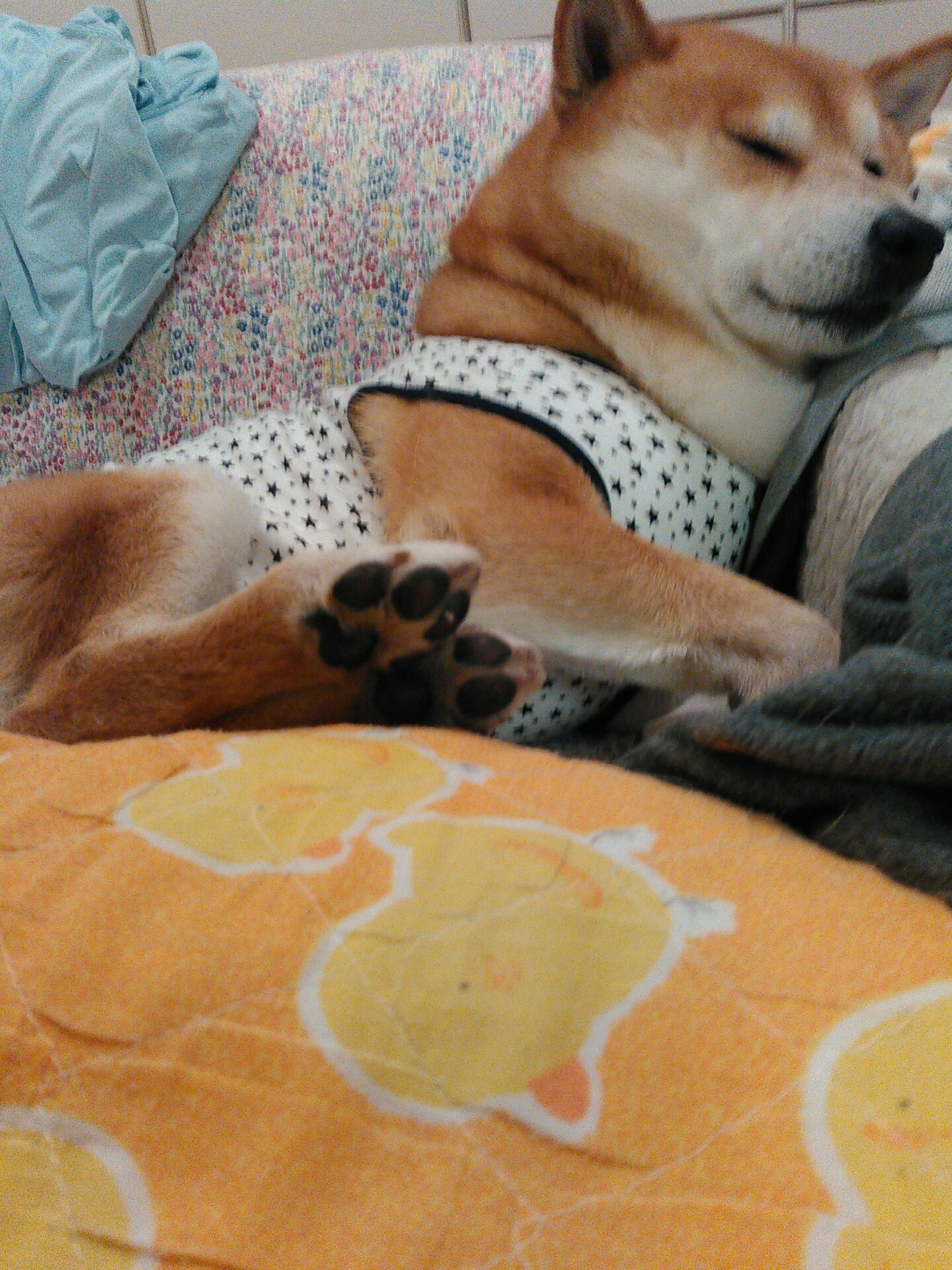 犬のかさぶた 柴犬トキまるタカまる10歳 犬のかさぶた 柴犬トキまるタカまる10歳