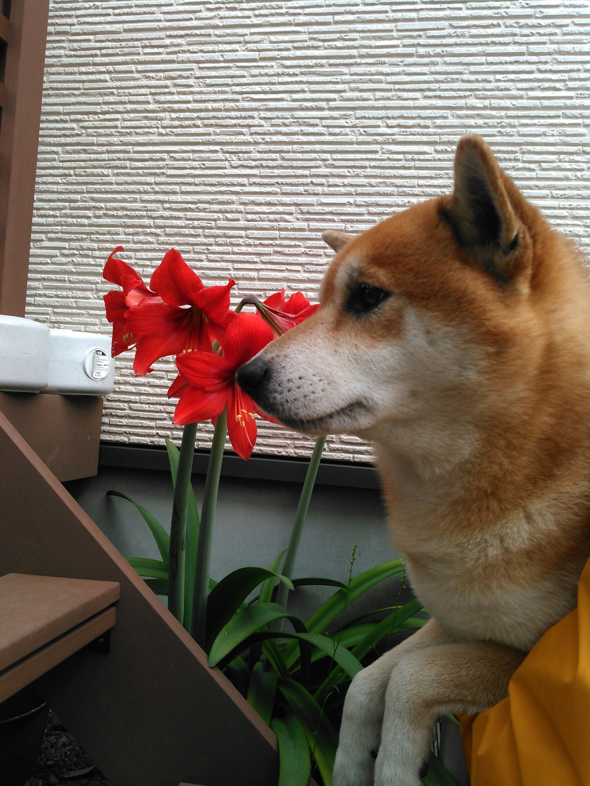 天からの恵み 柴犬トキまるタカまる11歳