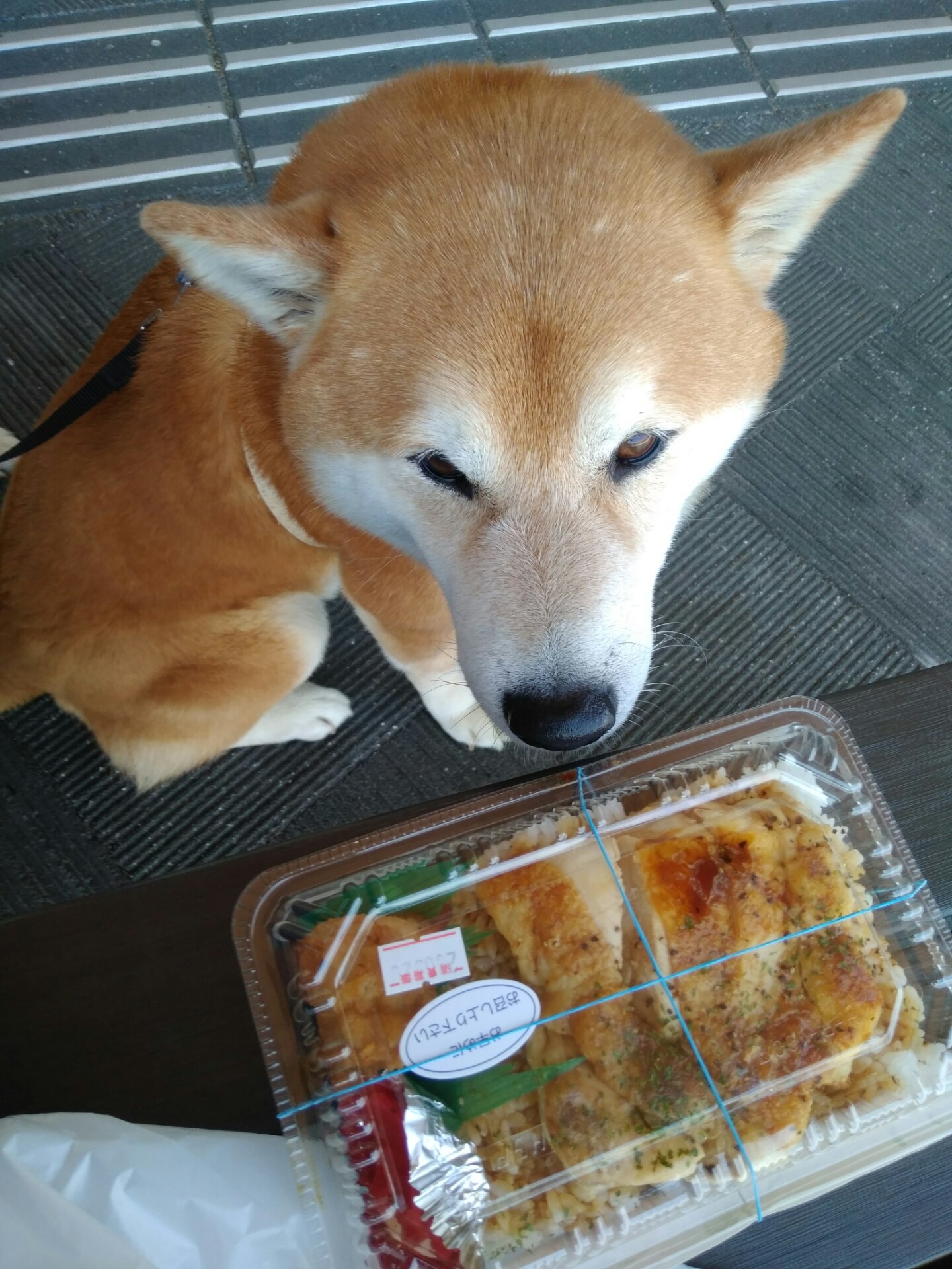 今日の出来事 前編 柴犬トキまるタカまる11歳