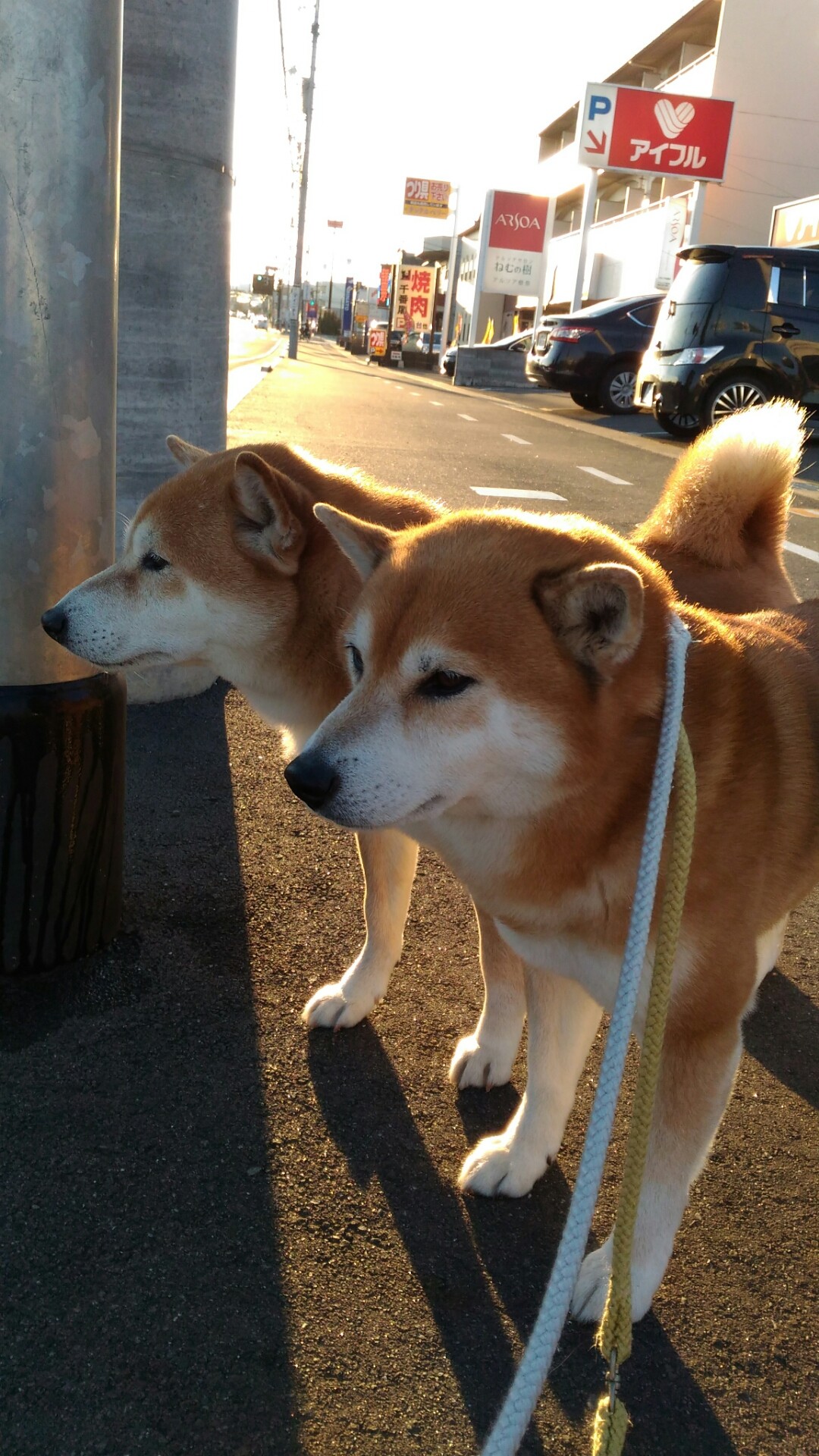 癒しの壁紙 柴犬トキまるタカまる10歳